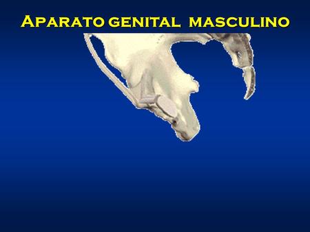 Aparato genital  masculino