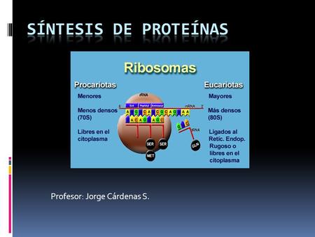 Profesor: Jorge Cárdenas S.. ADN : TAC / ATT-ACT-ATC ARNm : AUG / UAA-AGA-UAG.