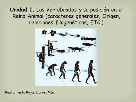 Unidad I. Los Vertebrados y su posición en el Reino Animal (caracteres generales, Origen, relaciones filogenéticas, ETC.) Raúl Ernesto Rojas Llanos, MSc.