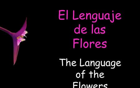 El Lenguaje de las Flores The Language of the Flowers.