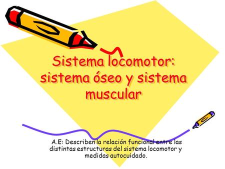 Sistema locomotor: sistema óseo y sistema muscular