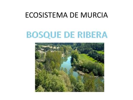 ECOSISTEMA DE MURCIA BOSQUE DE RIBERA.