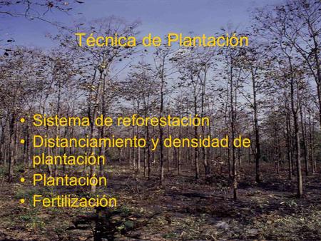 Técnica de Plantación Sistema de reforestación