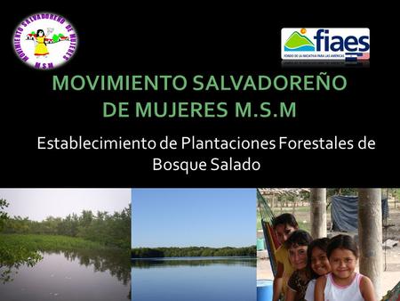 Establecimiento de Plantaciones Forestales de Bosque Salado.