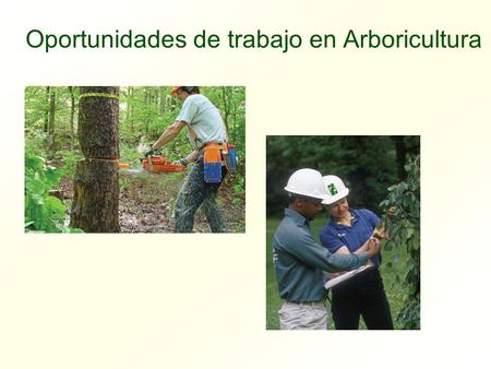 Oportunidades de trabajo en Arboricultura