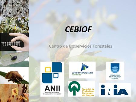CEBIOF Centro de Bioservicios Forestales. Equipo técnico UdelaR: Dr. Guillermo Pérez INIA: Lic. MSc. Diego Torres-Dini, Lic. MSc. Gonzalo Martínez y Lic.