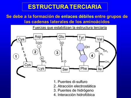 ESTRUCTURA TERCIARIA Se debe a la formación de enlaces débiles entre grupos de las cadenas laterales de los aminoácidos.