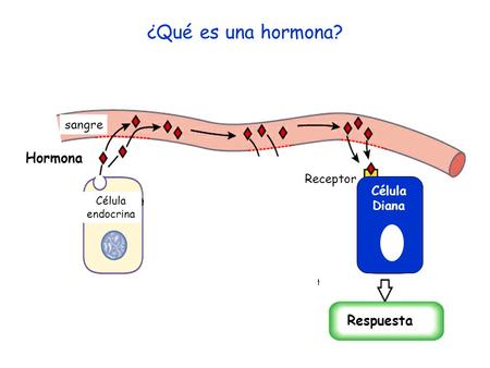 ¿Qué es una hormona? Hormona Respuesta sangre Receptor Célula Diana