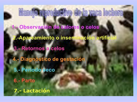 Manejo reproductivo de la vaca lechera