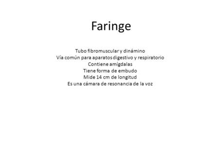 Faringe Tubo fibromuscular y dinámino