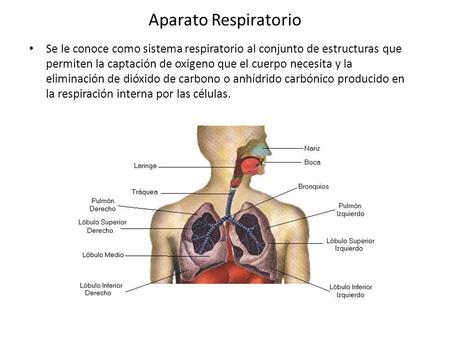 Aparato Respiratorio Se le conoce como sistema respiratorio al conjunto de estructuras que permiten la captación de oxigeno que el cuerpo necesita y la.