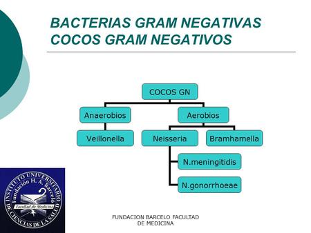 BACTERIAS GRAM NEGATIVAS COCOS GRAM NEGATIVOS