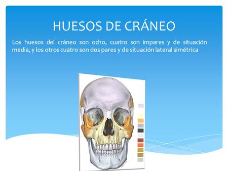 HUESOS DE CRÁNEO Los huesos del cráneo son ocho, cuatro son impares y de situación media, y los otros cuatro son dos pares y de situación lateral simétrica.