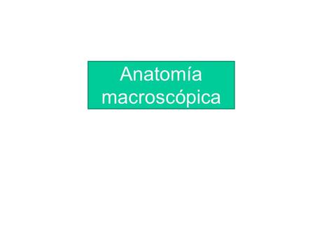 Anatomía macroscópica