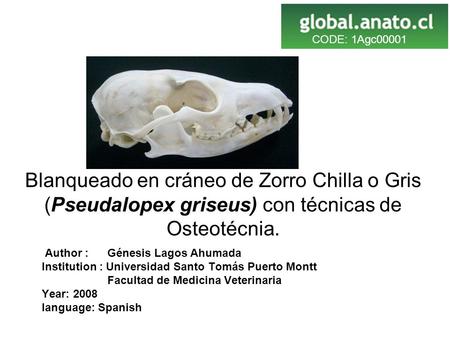 CODE: 1Agc00001 Blanqueado en cráneo de Zorro Chilla o Gris (Pseudalopex griseus) con técnicas de Osteotécnia. Author : Génesis Lagos Ahumada Institution.