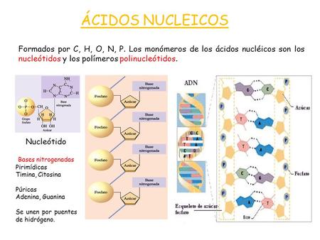 ÁCIDOS NUCLEICOS Formados por C, H, O, N, P. Los monómeros de los ácidos nucléicos son los nucleótidos y los polímeros polinucleótidos. Nucleótido Bases.