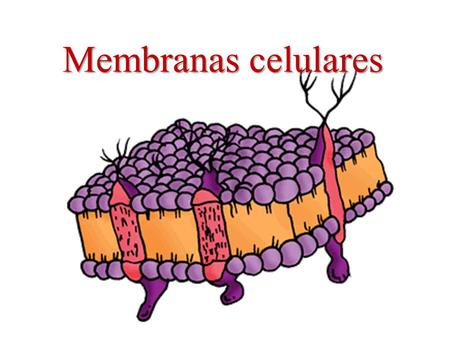 Membranas celulares.