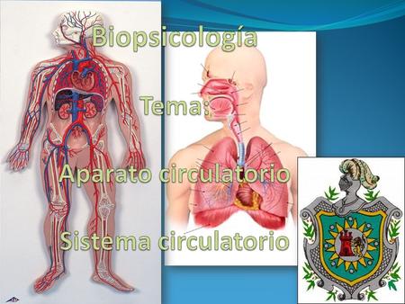 Biopsicología Tema: Aparato circulatorio Sistema circulatorio