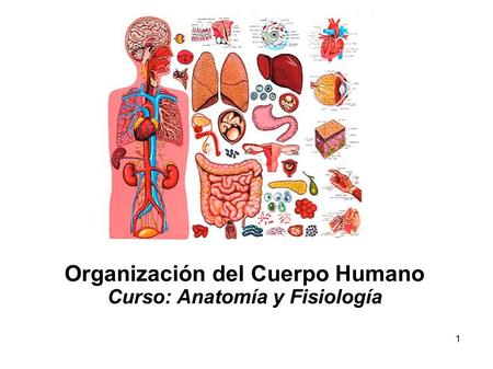 Organización del Cuerpo Humano Curso: Anatomía y Fisiología