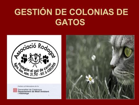 GESTIÓN DE COLONIAS DE GATOS