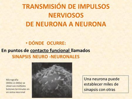 TRANSMISIÓN DE IMPULSOS NERVIOSOS DE NEURONA A NEURONA