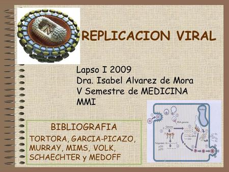 REPLICACION VIRAL Lapso I 2009 Dra. Isabel Alvarez de Mora