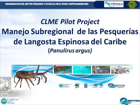 CLME Pilot Project Manejo Subregional de las Pesquerías de Langosta Espinosa del Caribe (Panulirus argus)