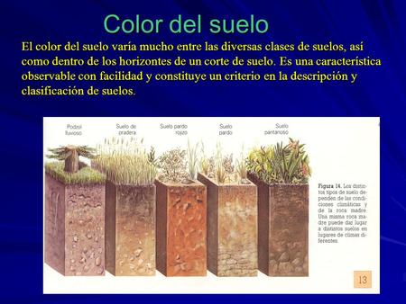 Color del suelo El color del suelo varía mucho entre las diversas clases de suelos, así como dentro de los horizontes de un corte de suelo. Es una característica.
