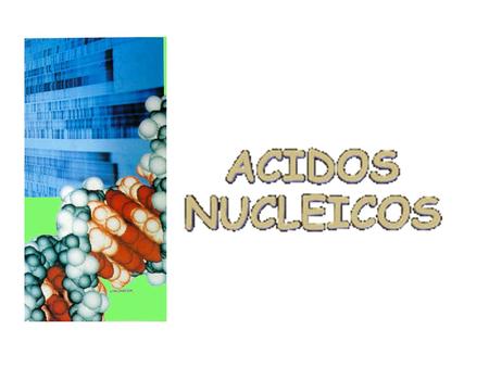 ACIDOS NUCLEICOS Son biopolímeros, de elevado peso molecular, formados por otras subunidades estructurales o monómeros, denominados NUCLEÓTIDOS.