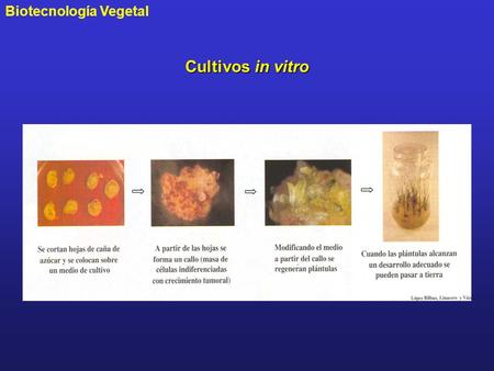 Cultivos in vitro.