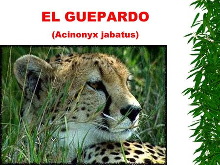 EL GUEPARDO (Acinonyx jabatus)