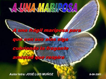 A una frágil mariposa para que con sus alas siga cubriendo la fragante amistad que respira Autor letra: JOSÉ LUIS MUÑOZ 8-06-2001.
