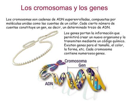 Los cromosomas y los genes