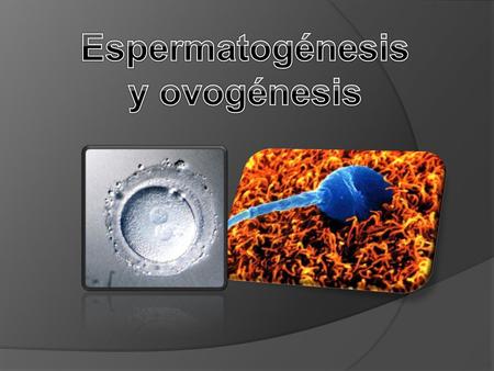 Espermatogénesis y ovogénesis