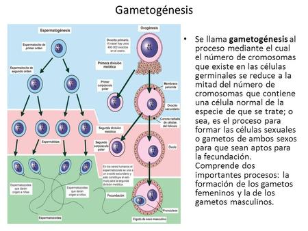Gametogénesis Se llama gametogénesis al proceso mediante el cual el número de cromosomas que existe en las células germinales se reduce a la mitad del.