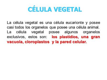CÉLULA VEGETAL La célula vegetal es una célula eucarionte y posee casi todos los organelos que posee una célula animal. La célula vegetal posee algunos.