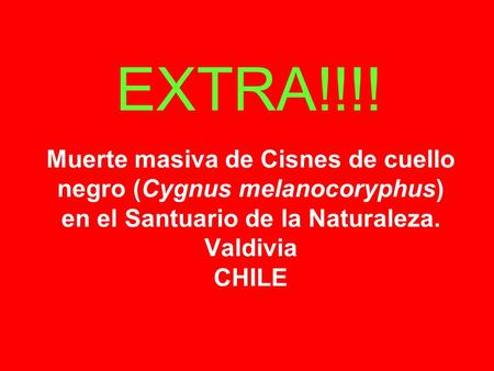 Muerte masiva de Cisnes de cuello negro (Cygnus melanocoryphus) en el Santuario de la Naturaleza. Valdivia CHILE EXTRA!!!!