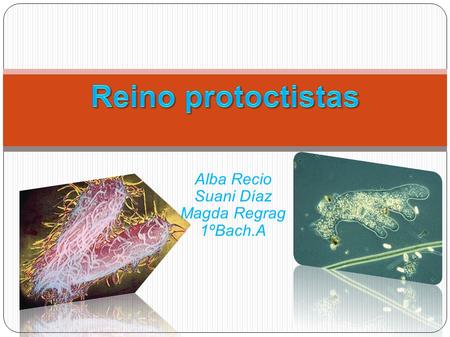 Alba Recio Suani Díaz Magda Regrag 1ºBach.A. ● Protozoos ● Algas ● Hongos mucosos ● Bibliografía.