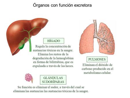Órganos con función excretora GLÁNDULAS SUDORÍPARAS HÍGADO PULMONES Su función es eliminar el sudor, a través del cual se eliminan las sustancias las sustancias.