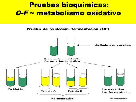 Pruebas bioquímicas: O-F ~ metabolismo oxidativo