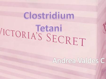 Clostridium Tetani Andrea Valdes C.