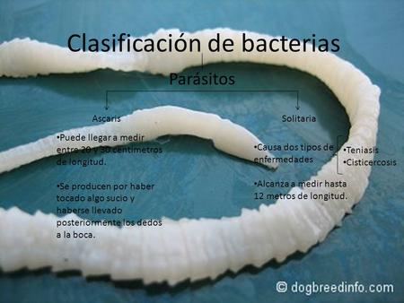 Clasificación de bacterias Parásitos AscarisSolitaria Puede llegar a medir entre 20 y 30 centímetros de longitud. Se producen por haber tocado algo sucio.