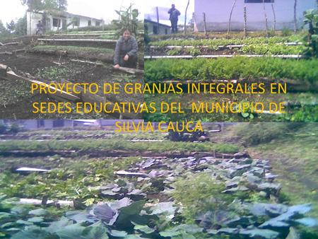 PROYECTO DE GRANJAS INTEGRALES EN SEDES EDUCATIVAS DEL MUNICIPIO DE SILVIA CAUCA.