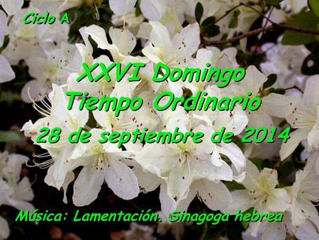 Ciclo A XXVI Domingo Tiempo Ordinario 28 de septiembre de 2014 Música: Lamentación. Sinagoga hebrea.