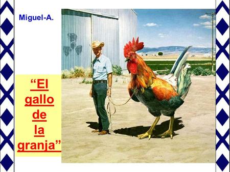 Miguel-A. “El gallo de la granja”.