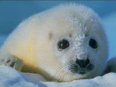 La matanza de las focas niñas empieza y aumenta rapidamente – y aliás nunca hay terminado... Niños Focas “Deberíamos ser capazes de recusarmos la viver.