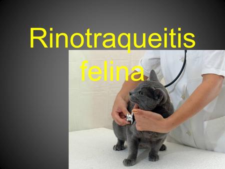 Rinotraqueitis felina