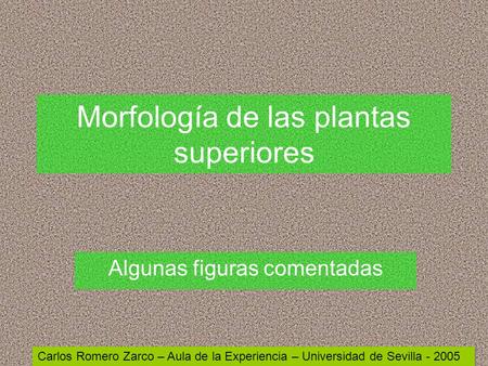 Morfología de las plantas superiores