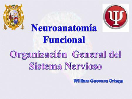 Organización General del Sistema Nervioso William Guevara Ortega