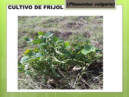 (Phaseolus vulgaris) CULTIVO DE FRIJOL.